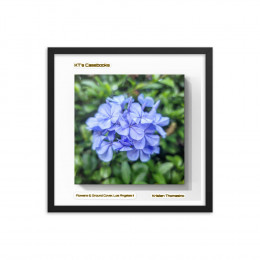 KTCB-GCLAII-12 KT's Casebook, Ground Cover and Flowers, Los Angeles II, KTCB-GCLAII-12 Framed poster